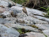 Oenanthe oenanthe 136, Tapuit, adult, female, Saxifraga-Theo Verstrael