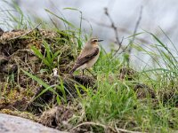 Oenanthe oenanthe 138, Tapuit, adult, female, Saxifraga-Theo Verstrael