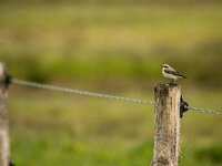 Oenanthe oenanthe 140, Tapuit, adult, male, Saxifraga-Theo Verstrael