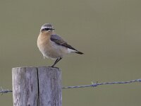 Oenanthe oenanthe 18, Tapuit, Saxifraga-Luc Hoogenstein