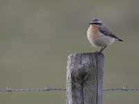 Oenanthe oenanthe 19, Tapuit, Saxifraga-Luc Hoogenstein