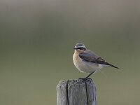 Oenanthe oenanthe 21, Tapuit, Saxifraga-Luc Hoogenstein