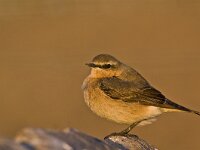 Oenanthe oenanthe 22, Tapuit, Saxifraga-Rik Kruit