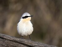 Oenanthe oenanthe 24, Tapuit, Saxifraga-Bart Vastenhouw