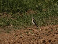 Oenanthe oenanthe 28, Tapuit, Saxifraga-Bas Klaver