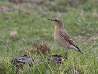 Oenanthe oenanthe 29, Tapuit, Saxifraga-Mark Zekhuis