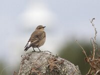 Oenanthe oenanthe 31, Tapuit, Saxifraga-Mark Zekhuis