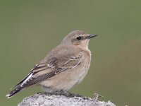 Oenanthe oenanthe 33, Tapuit, Saxifraga-Mark Zekhuis