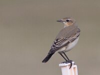 Oenanthe oenanthe 34, Tapuit, Saxifraga-Mark Zekhuis