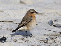 Oenanthe oenanthe 35, Tapuit, Saxifraga-Bart Vastenhouw