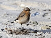 Oenanthe oenanthe 36, Tapuit, Saxifraga-Bart Vastenhouw