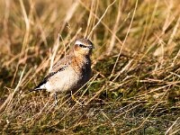 Oenanthe oenanthe 39, Tapuit, Saxifraga-Bart Vastenhouw