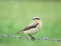 Oenanthe oenanthe 42, Tapuit, Saxifraga-Mark Zekhuis