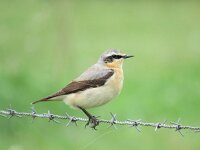 Oenanthe oenanthe 43, Tapuit, Saxifraga-Mark Zekhuis