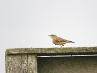 Oenanthe oenanthe 47, Tapuit, Saxifraga-Henk Sierdsema