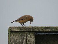 Oenanthe oenanthe 48, Tapuit, Saxifraga-Henk Sierdsema