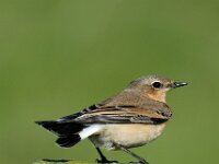 Oenanthe oenanthe 9, Tapuit, Saxifraga-Piet Munsterman