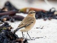 Oenanthe oenanthe 94, Tapuit, Saxifraga-Bart Vastenhouw