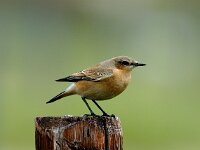 Oenanthe oenanthe ssp leucorhoa 13, Tapuit, juvenile, Saxifraga-Piet Munsterman