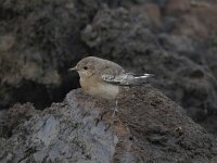 Oenanthe pleschanka 5, Bonte tapuit, Saxifraga-Henk Sierdsema