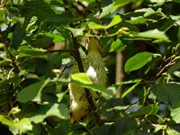 Oriolus oriolus 2, Wielewaal, juvenile, Saxifraga-Hans Grotenhuis