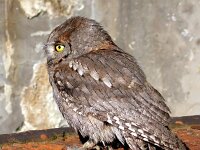 Otus scops 2, Dwergooruil, Saxifraga-Iztok Skornik