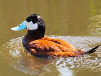Oxyura jamaicensis 2, Rosse stekelstaart, Saxifraga-Bart Vastenhouw