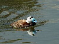 Oxyura leucocephala 4, Witkopeend, male, Saxifraga-Jan van der Straaten