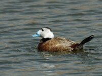 Oxyura leucocephala 5, Witkopeend, male, Saxifraga-Jan van der Straaten