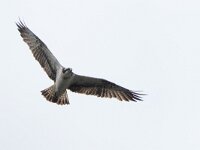 Pandion haliaetus 15, Visarend, Saxifraga-Mark Zekhuis