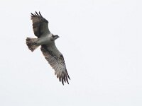 Pandion haliaetus 16, Visarend, Saxifraga-Mark Zekhuis