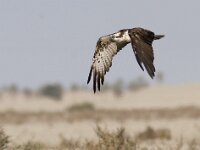 Pandion haliaetus 4, Visarend, Saxifraga-Mark Zekhuis