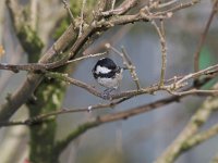 Parus ater 2, Zwarte mees, Saxifraga-Martin Mollet