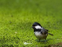 Parus ater 3, Zwarte mees, Saxifraga-Jan Nijendijk