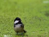 Parus ater 4, Zwarte mees, Saxifraga-Jan Nijendijk