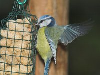 Parus caeruleus, Blue Tit