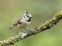 Parus cristatus 2 , Kuifmees, Saxifraga-Luuk Vermeer