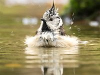 Parus cristatus 7 , Kuifmees, Saxifraga-Luuk Vermeer