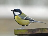 Koolmees #05616 : Parus major, Great Tit, Koolmees