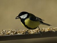 Parus major 12, Koolmees, male, Saxifraga-Jan van der Straaten