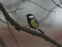 Parus major 13, Koolmees, male, Saxifraga-Luc Hoogenstein