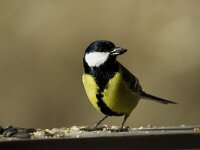 Parus major 14, Koolmees, male, Saxifraga-Jan van der Straaten