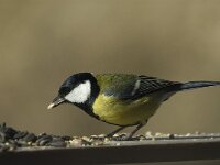 Parus major 16, Koolmees, male, Saxifraga-Jan van der Straaten