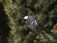 Parus major 2, Koolmees, Saxifraga-Piet Munsterman