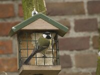 Parus major 21, Koolmees, Saxifraga-Willem van Kruijsbergen