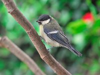 Parus major 22, Koolmees, Saxifraga-Piet Munsterman