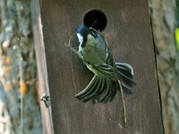 Parus major 24, Koolmees, Saxifraga-Piet Munsterman