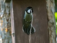 Parus major 26, Koolmees, Saxifraga-Piet Munsterman