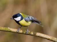 Parus major 28, Koolmees, Saxifraga-Jan Nijendijk