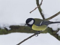 Koolmees, Great Tit, Parus major  Koolmees op het Buurserzand. Great Tit, Parus major  Het Buurserzand is aangewezen als Natura 2000-gebied in het kader van de Natuurbeschermingswet. : nature, natuur, Natura 2000-gebied, Parus major, beschermd, Overijssel, Great Tit, Buurserzand, snow, Habitatrichtijn, Nederland, vogel, cold, sneeuw, Haaksbergen, nature reserve, Buurse, The Netherlands, freezing, protected, Natura 2000, black, Special Protected Area, geel, koude, bird, zangvogel, songbird, Koolmees, zwart, kou, yellow, december, winter, Natuurmonumenten, natuurgebied, nature area, Vogelrichtlijn